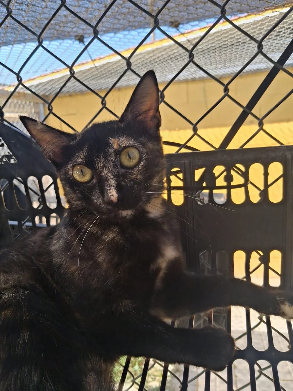 CAREY, female European Shorthair for adoption at Help Guau