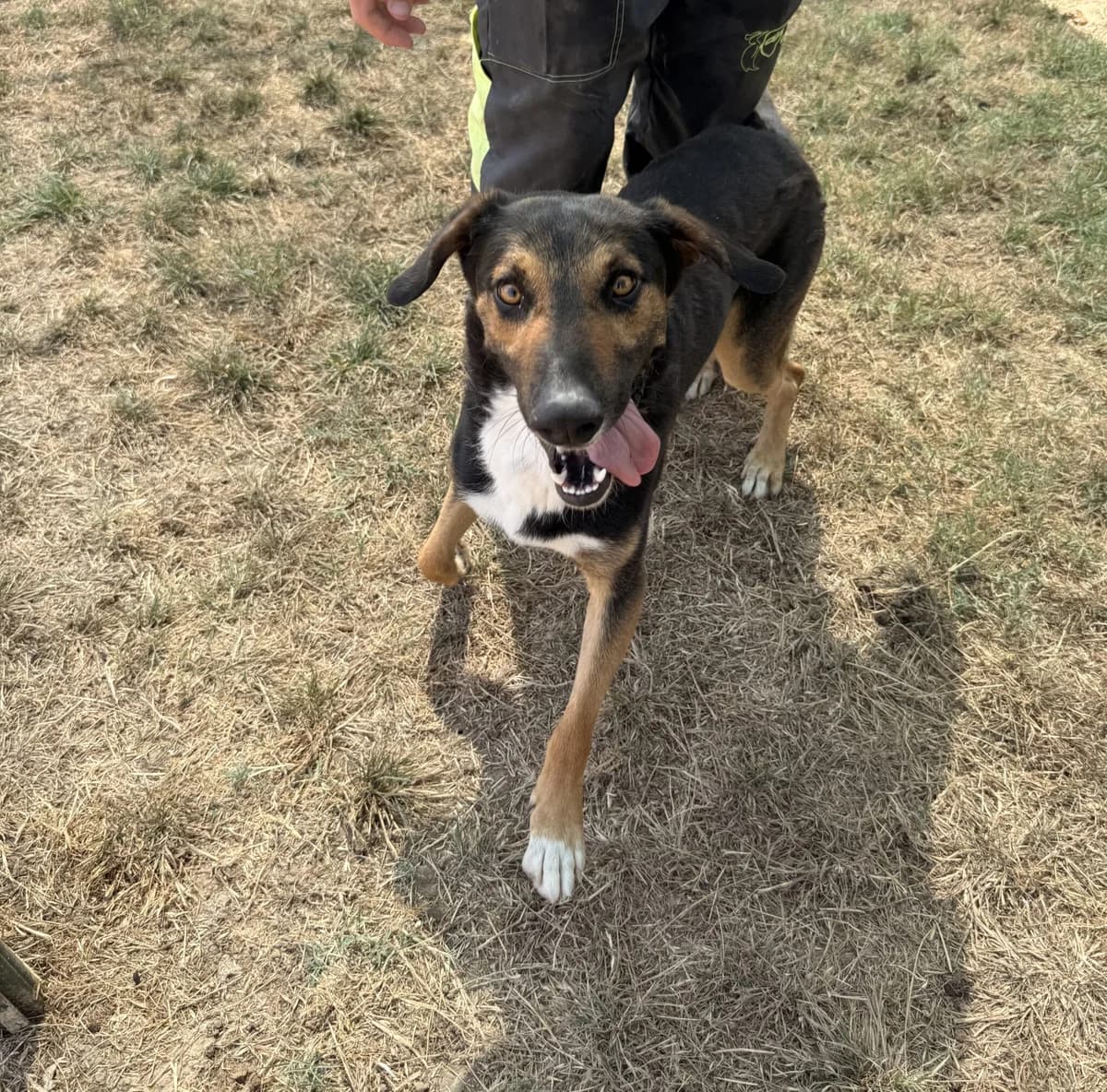 THOR, male 3yo German Shepherd for adoption at Help Guau