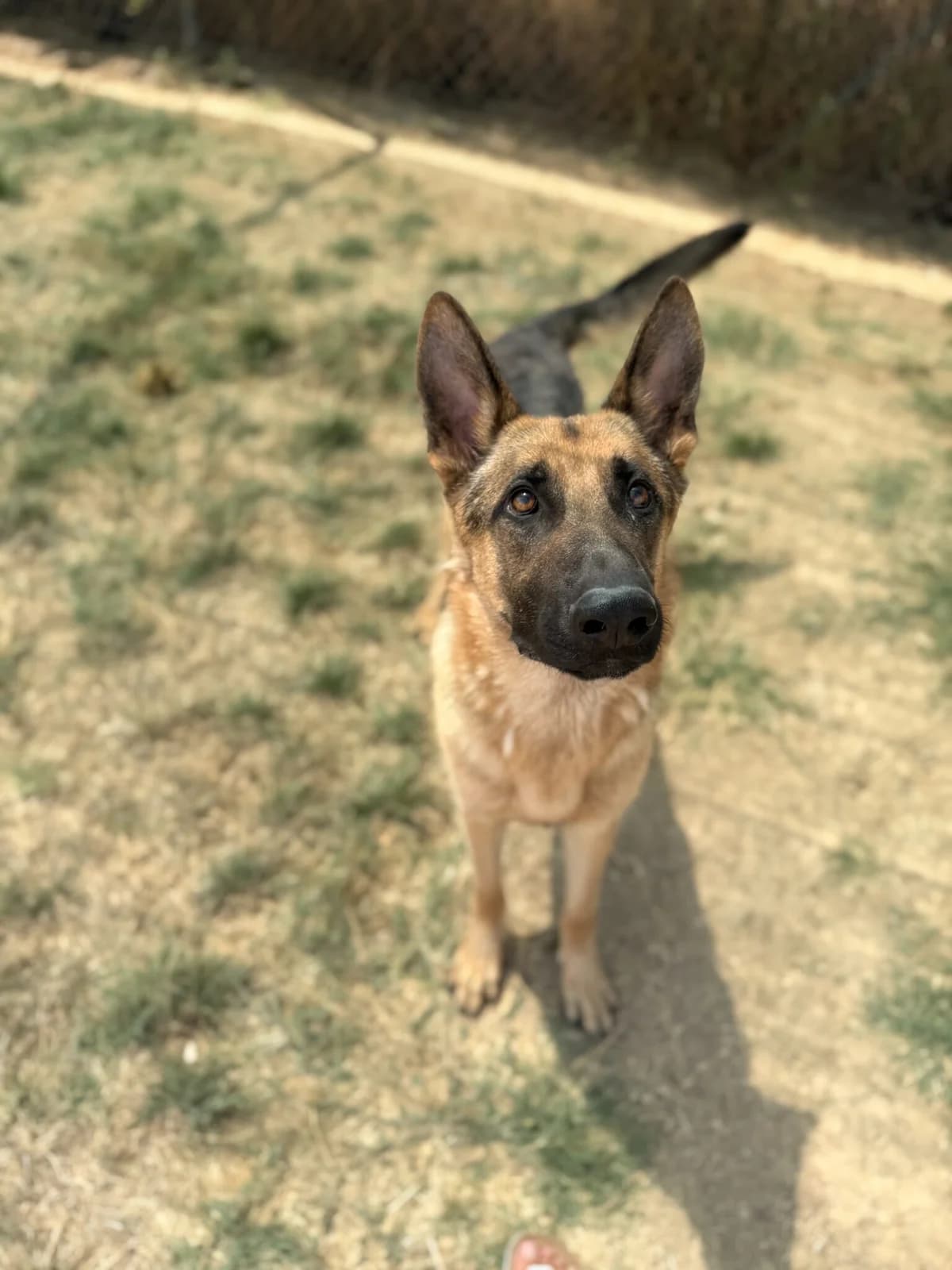 XIAO BAO, male young German Shepherd for adoption at Help Guau