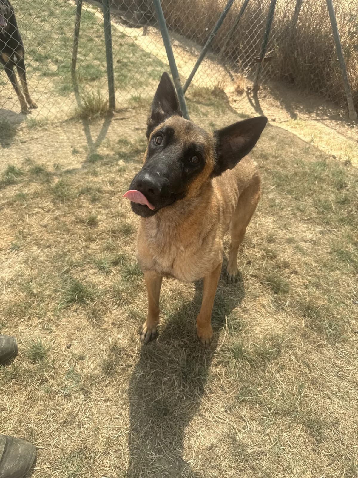 BROT, male Belgian Malinois for adoption at Help Guau