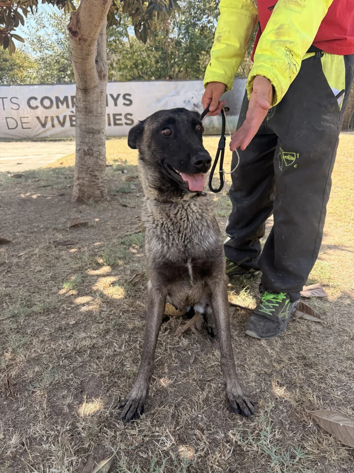 MALBA, female Belgian Malinois for adoption at Help Guau