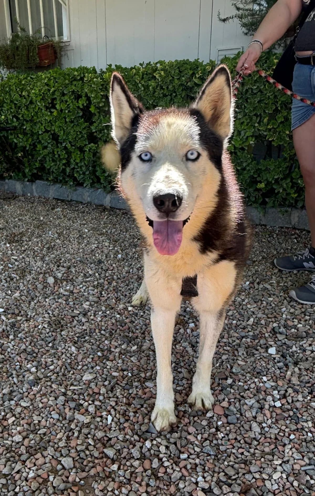 MILO, male 6yo Husky for adoption at Help Guau