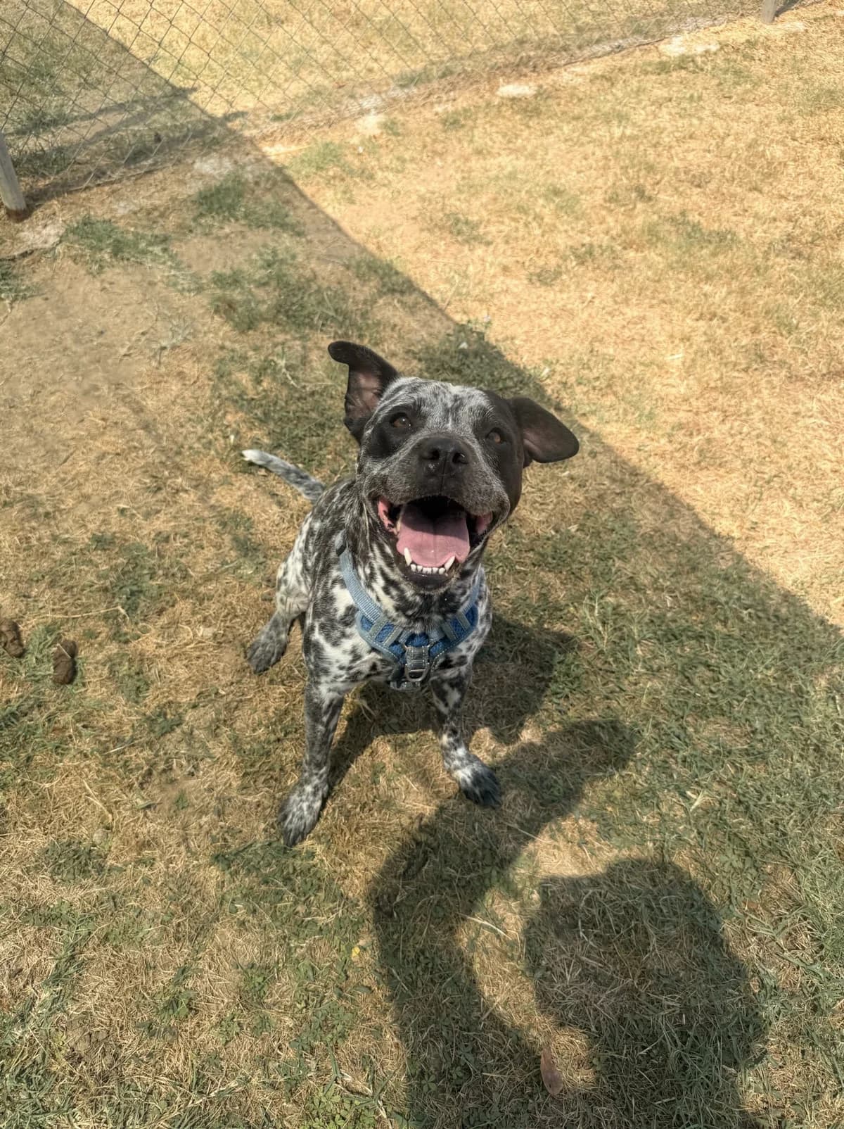 PECAS, female senior Mixed Breed for adoption at Help Guau