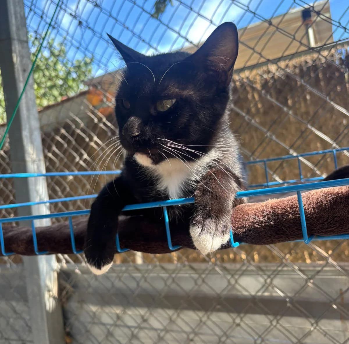 CARBÓ, male 4yo European Shorthair for adoption at Help Guau