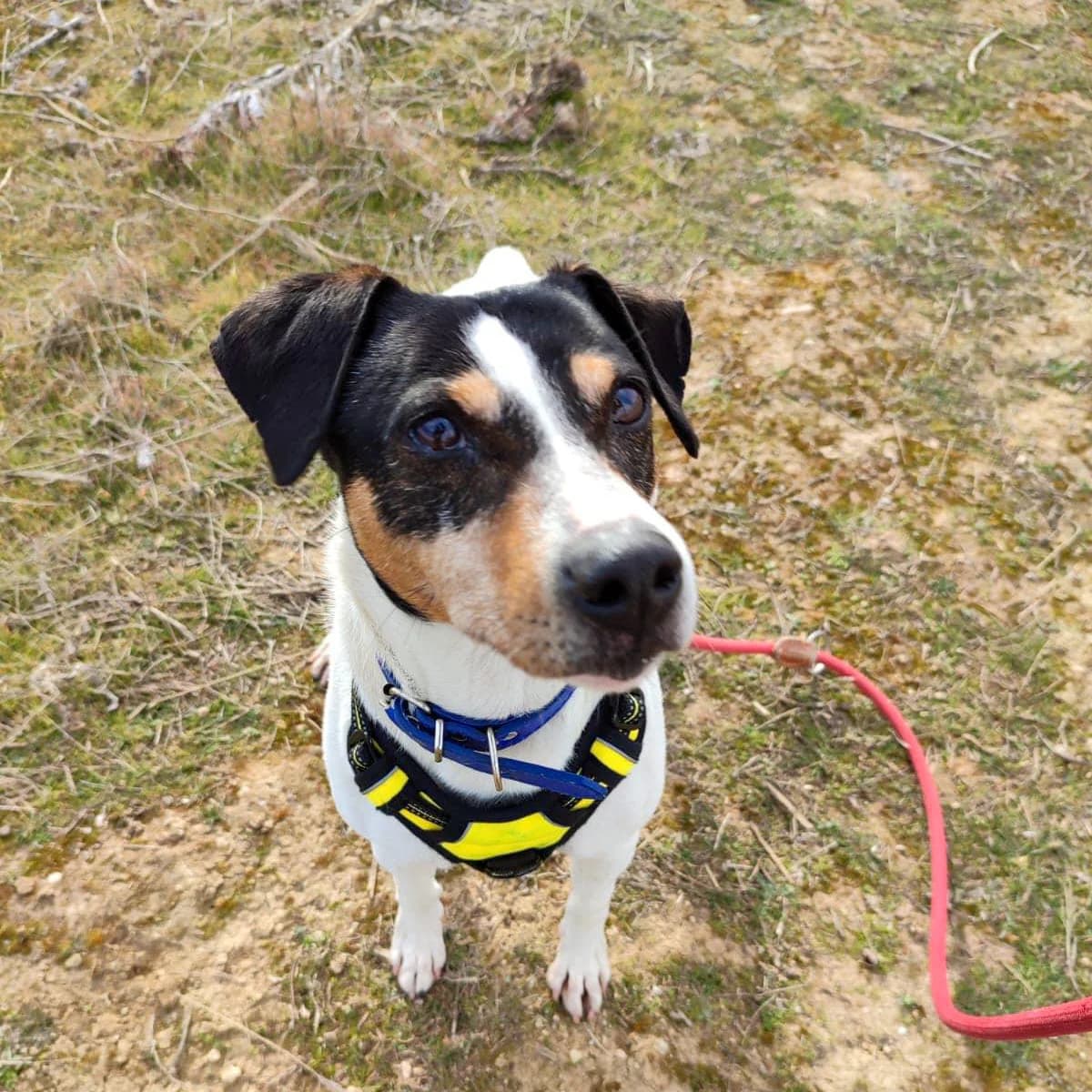 Abad, male senior mixed breed for adoption at HOOPE Asociación de Protección Animal