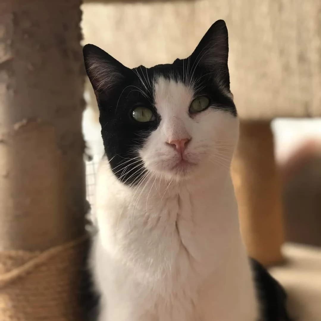 Altair, male 5yo Mixed Breed for adoption at HOOPE Asociación de Protección Animal