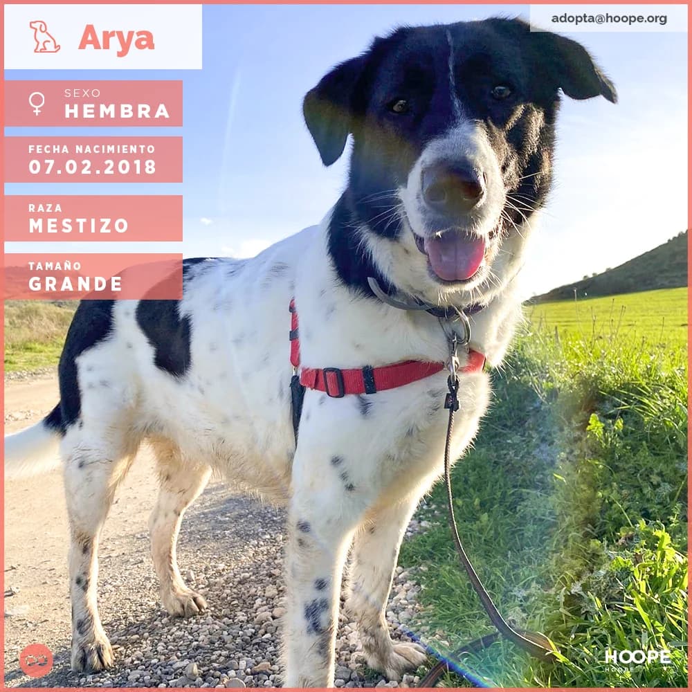 Arya, female senior Mixed Breed for adoption at HOOPE Asociación de Protección Animal