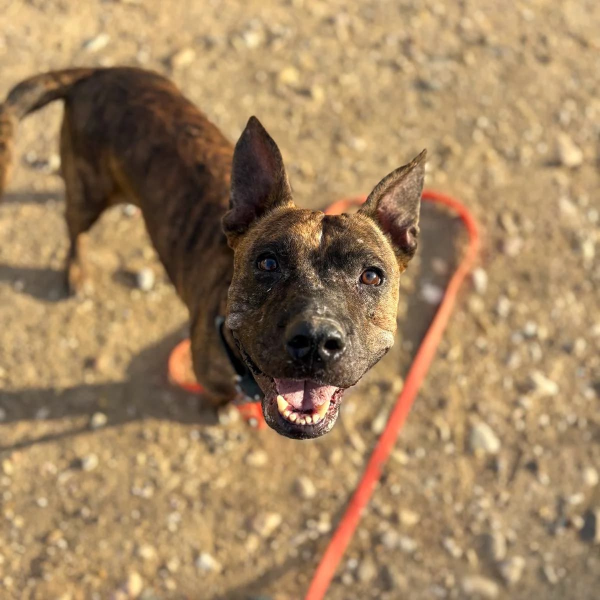 Ashley, female 6yo Pit Bull Terrier for adoption at HOOPE Asociación de Protección Animal