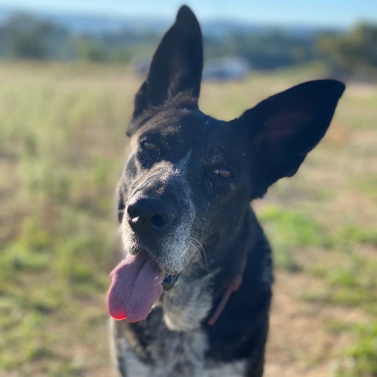 Bahia, female senior Mixed Breed for adoption at HOOPE Asociación de Protección Animal