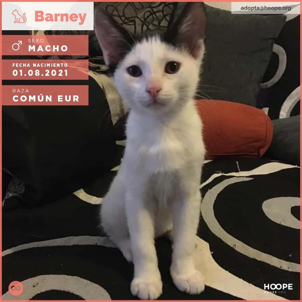 Barney, male 5yo Mixed Breed for adoption at HOOPE Asociación de Protección Animal