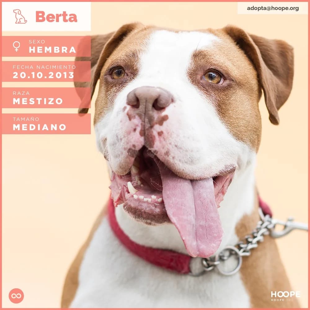 Berta, female senior Mixed Breed for adoption at HOOPE Asociación de Protección Animal