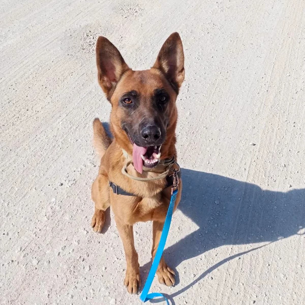 Bolt, male 3yo Belgian Malinois for adoption at HOOPE Asociación de Protección Animal