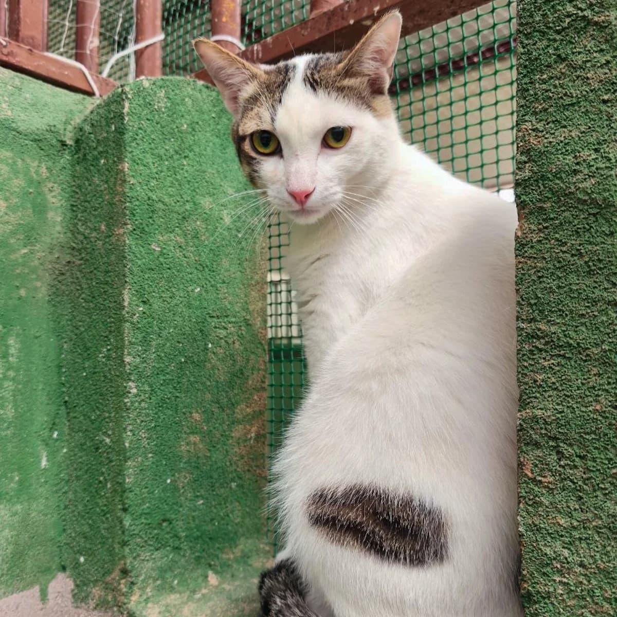 Cuarzo, Mixed Breed (HOOPE Asociación de Protección Animal)