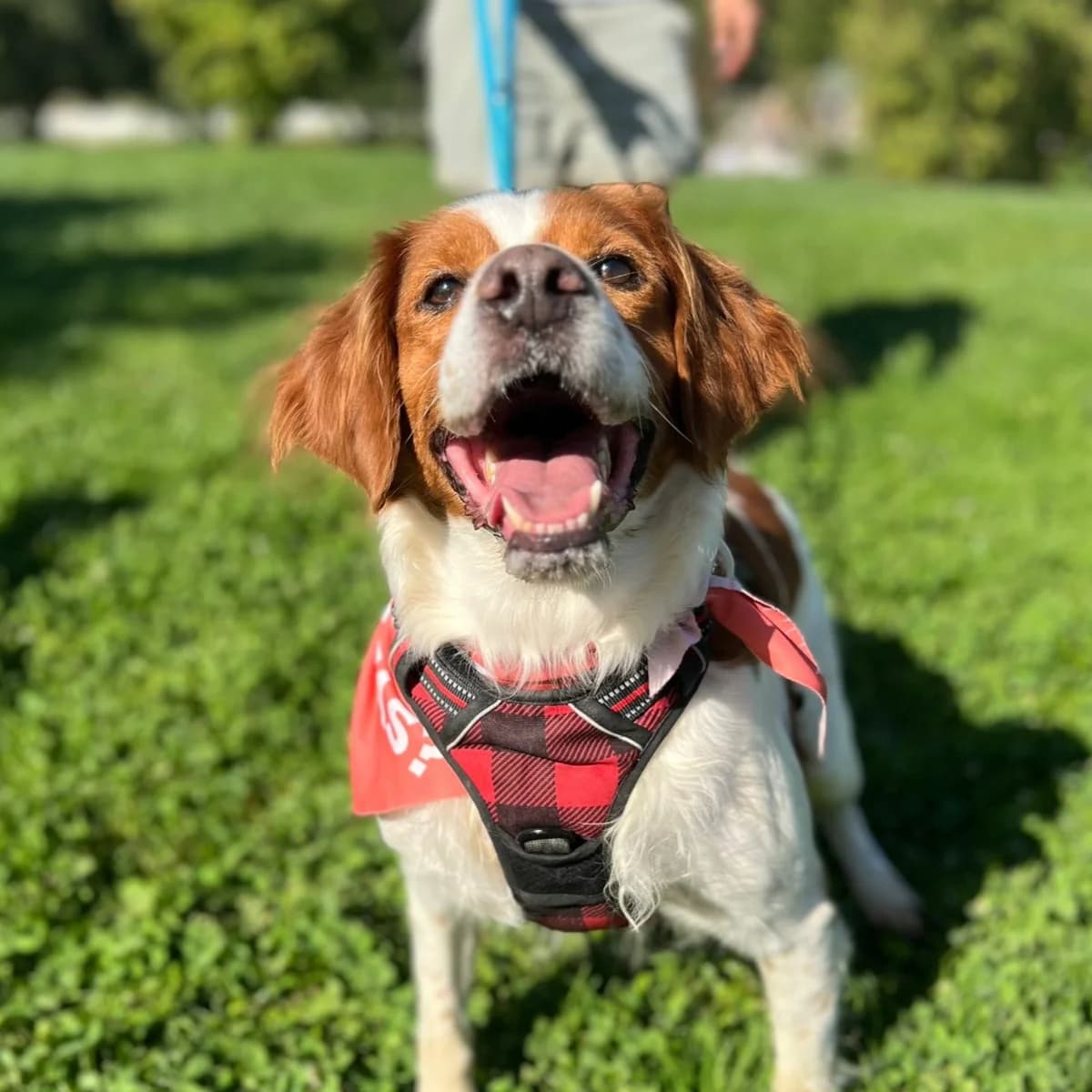 Curro, male senior Brittany Spaniel for adoption at HOOPE Asociación de Protección Animal