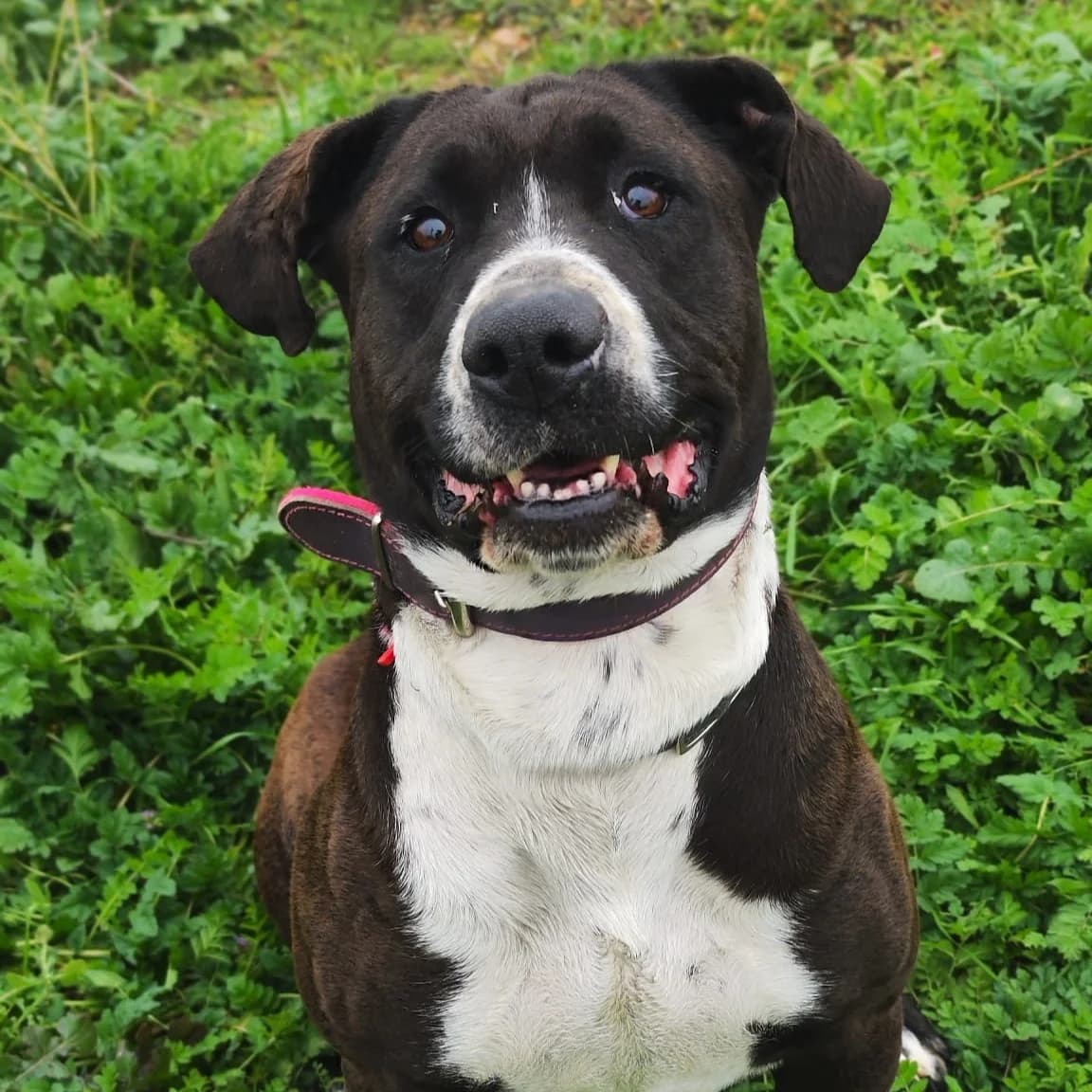 Ersa, female senior Mixed Breed for adoption at HOOPE Asociación de Protección Animal