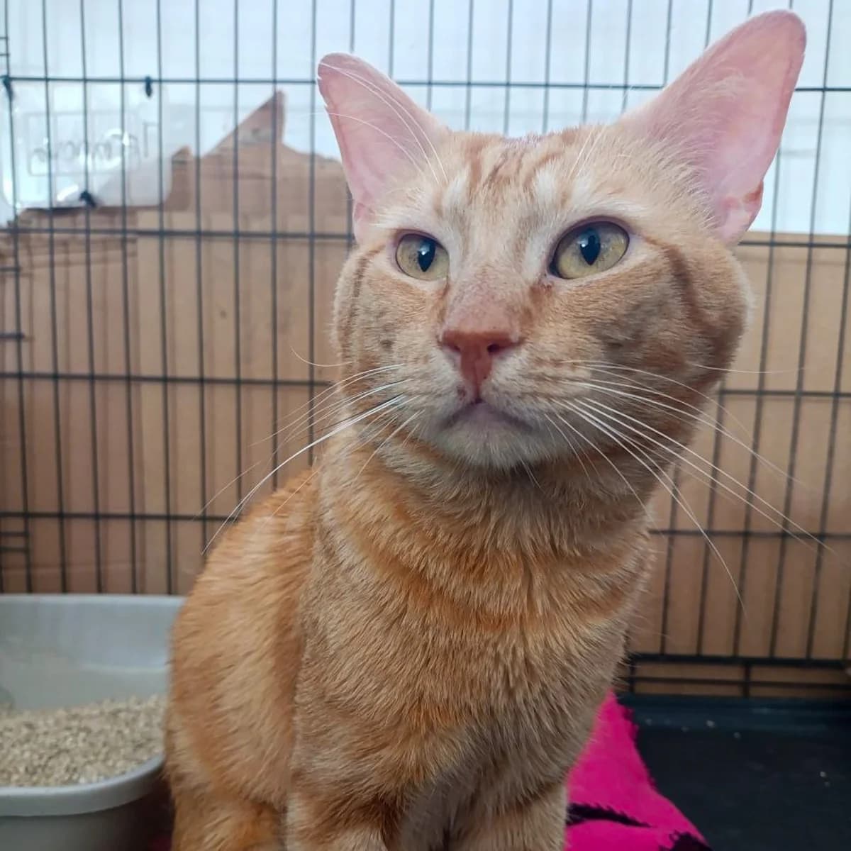 Eugene, male 3yo Mixed Breed for adoption at HOOPE Asociación de Protección Animal