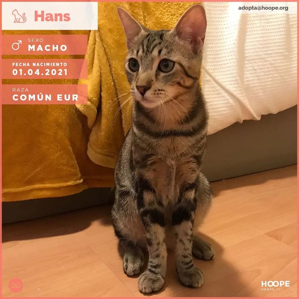 Hans, male 5yo Mixed Breed for adoption at HOOPE Asociación de Protección Animal