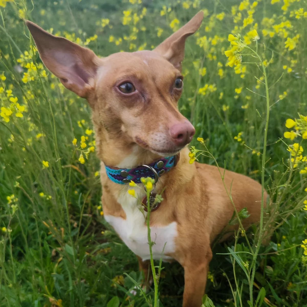 Himba, female 7yo Podenco for adoption at HOOPE Asociación de Protección Animal