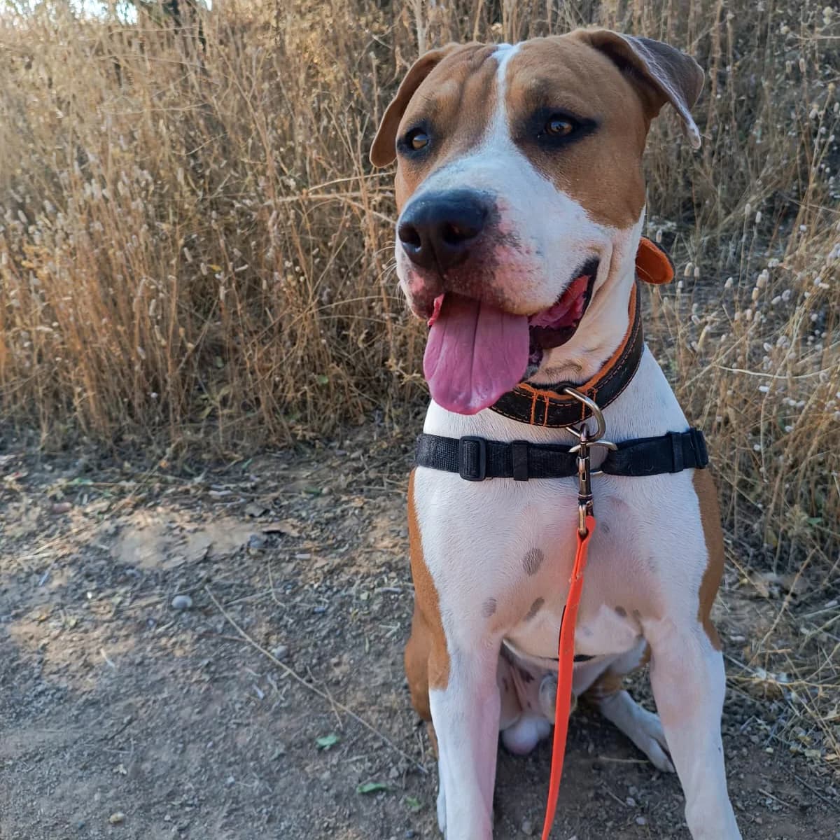 Horus, male 3yo Pit Bull Terrier for adoption at HOOPE Asociación de Protección Animal