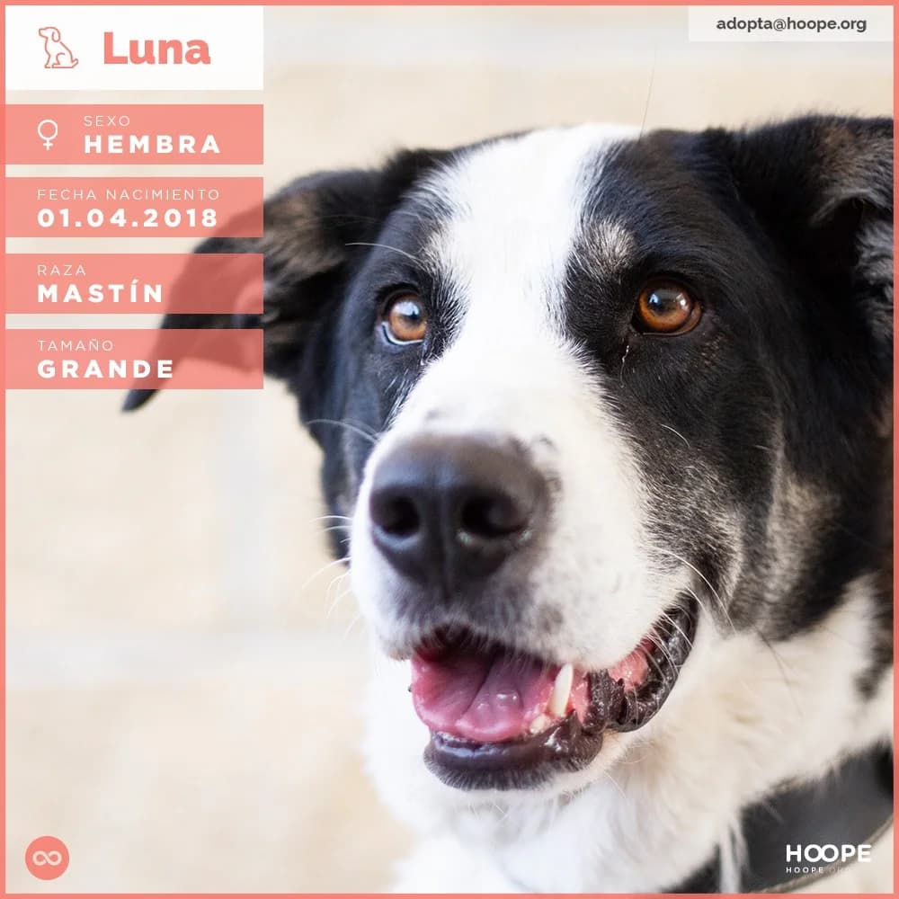 Luna, female senior Spanish Mastiff for adoption at HOOPE Asociación de Protección Animal