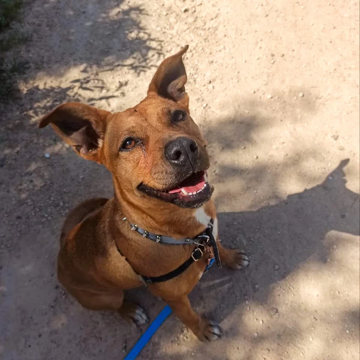 Mara, Mixed Breed (HOOPE Asociación de Protección Animal)