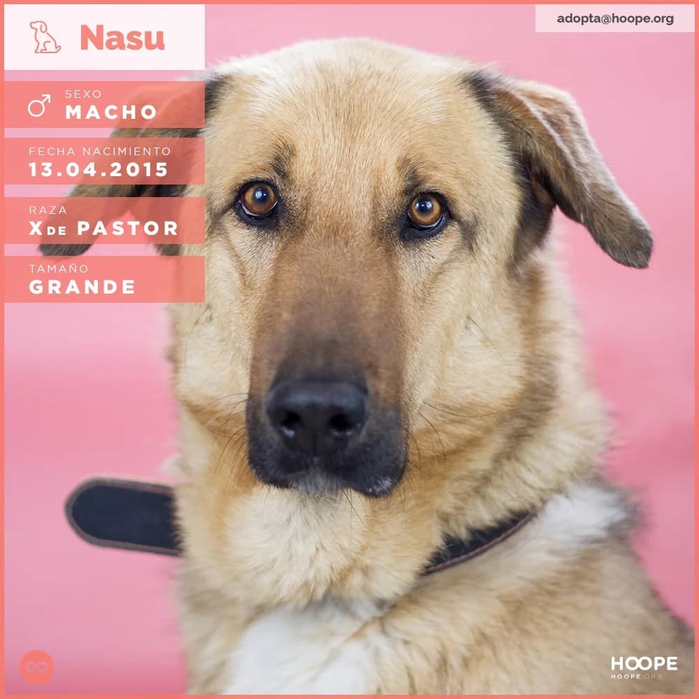 Nasu, male senior Mixed Breed for adoption at HOOPE Asociación de Protección Animal