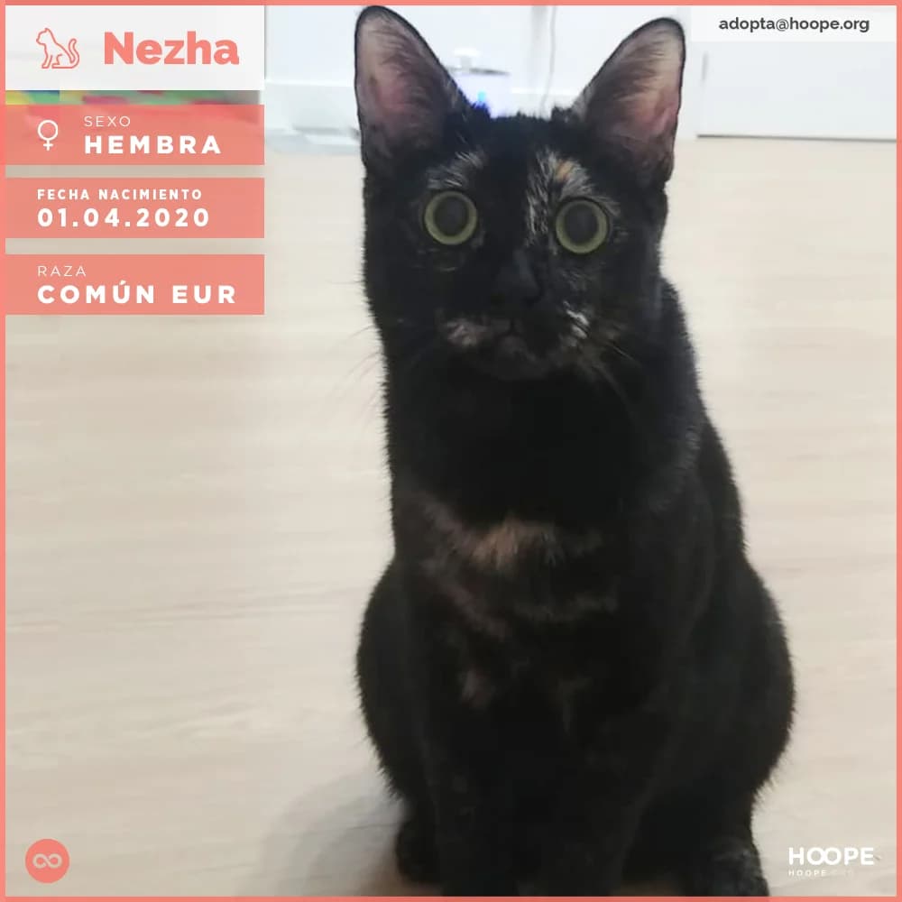 Nezha, female 6yo Mixed Breed for adoption at HOOPE Asociación de Protección Animal