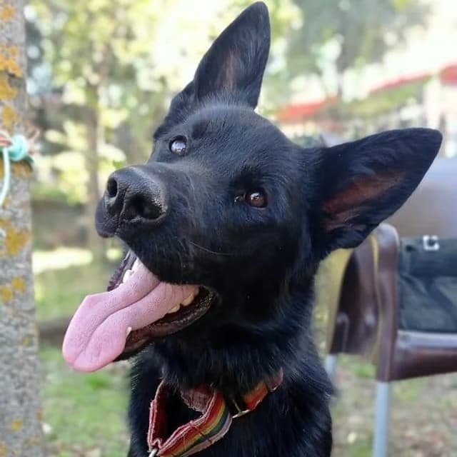 Poe, male 6yo Mixed Breed for adoption at HOOPE Asociación de Protección Animal