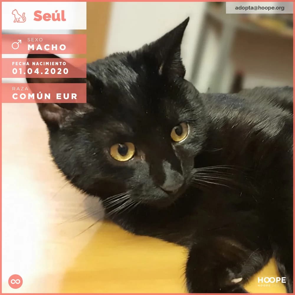 Seúl, male 6yo Mixed Breed for adoption at HOOPE Asociación de Protección Animal