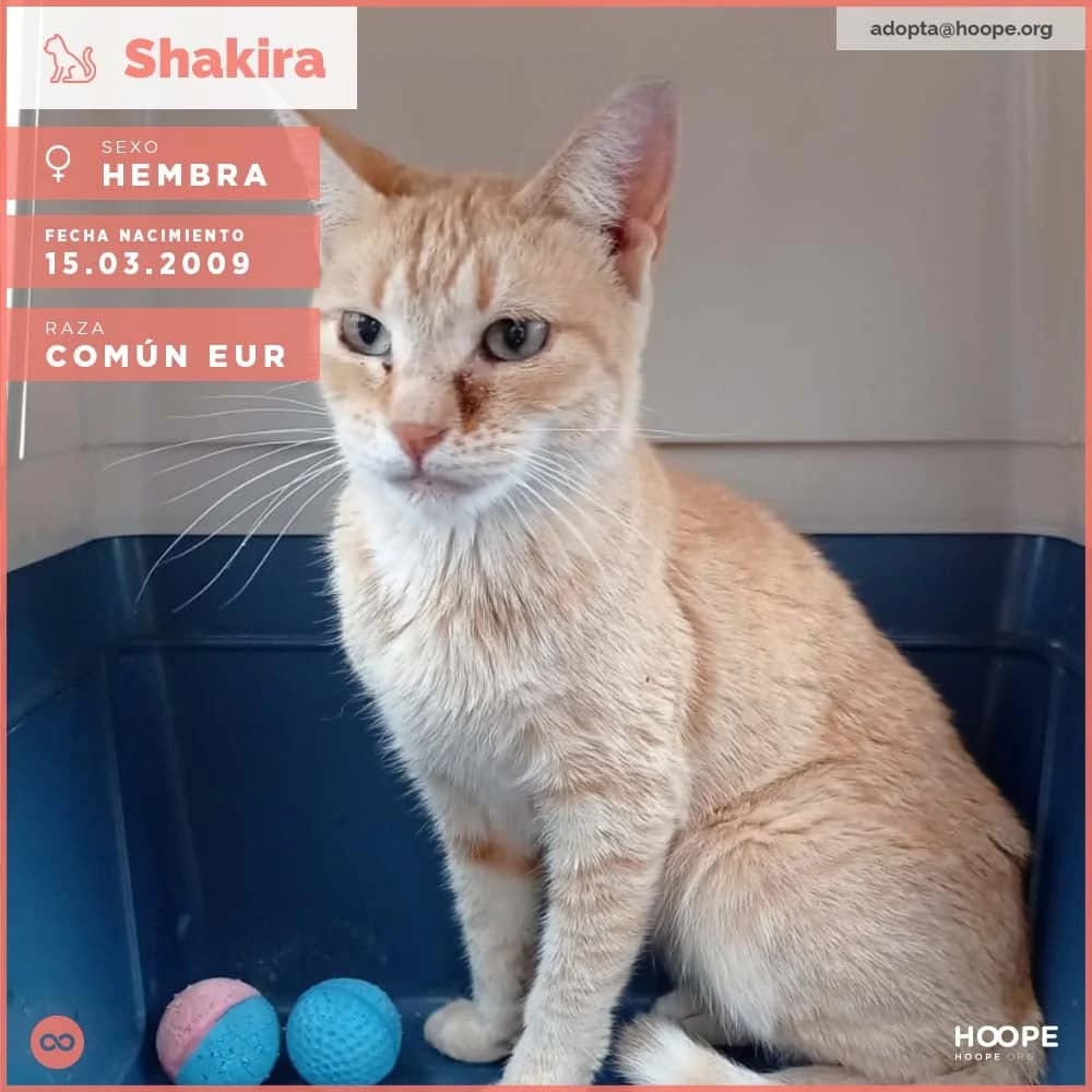 Shakira, female senior Mixed Breed for adoption at HOOPE Asociación de Protección Animal