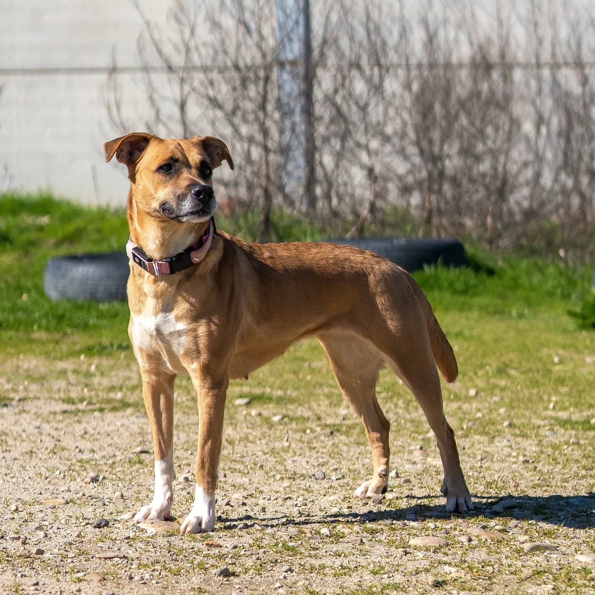 Sierra, female 5yo Mixed Breed for adoption at HOOPE Asociación de Protección Animal
