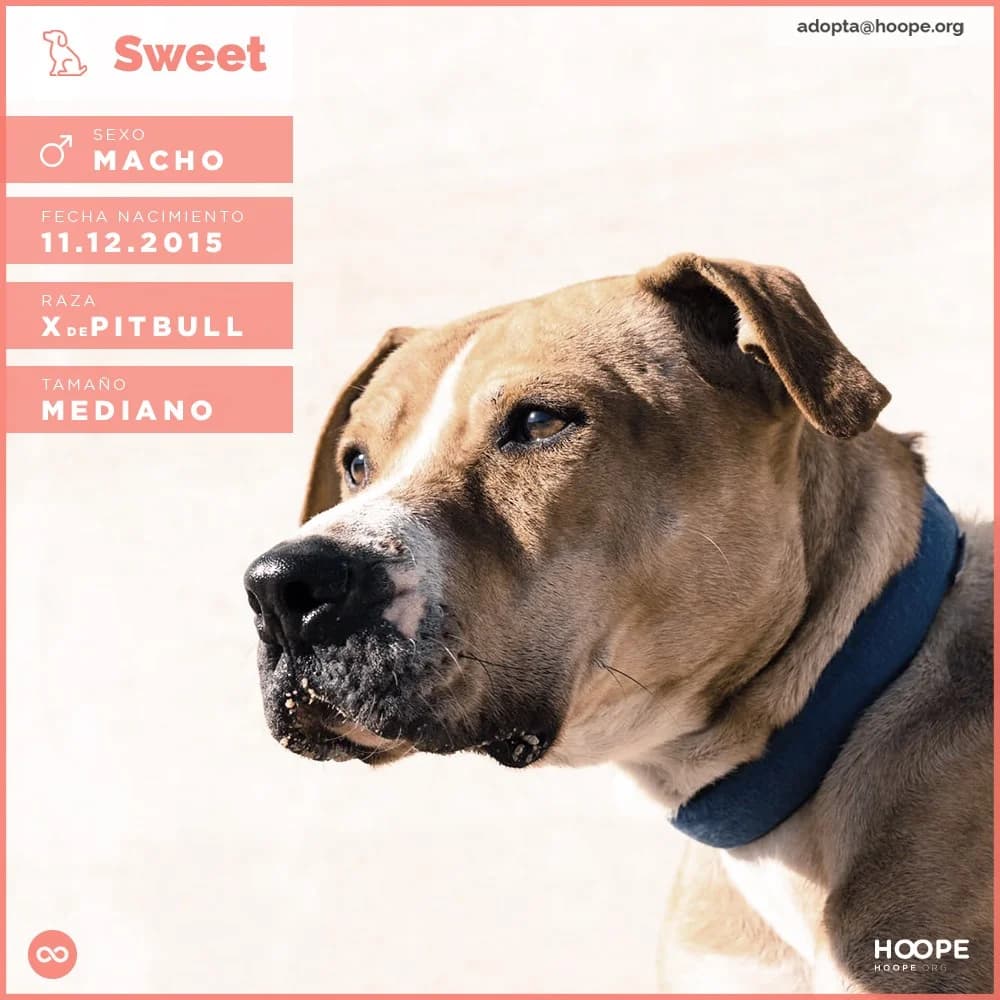Sweet, male senior Pit Bull Terrier for adoption at HOOPE Asociación de Protección Animal