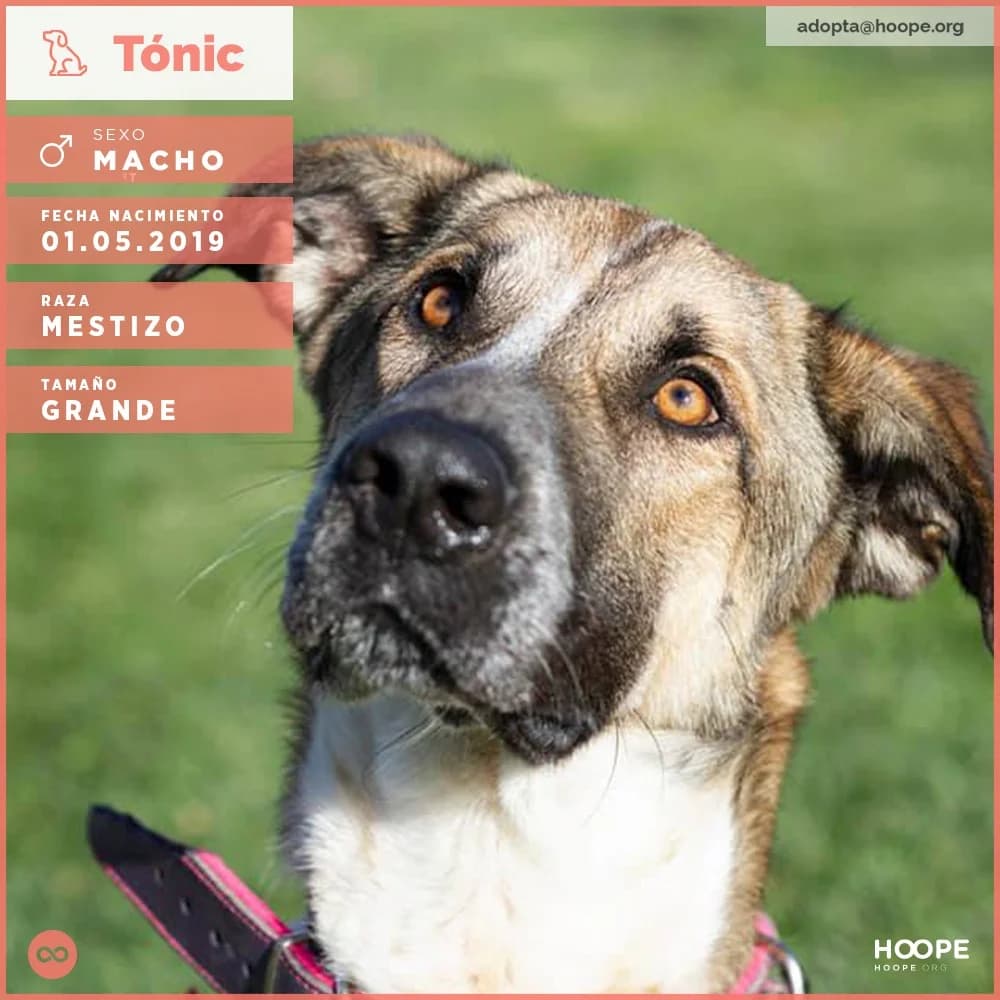 Tonic, male 7yo Mixed Breed for adoption at HOOPE Asociación de Protección Animal