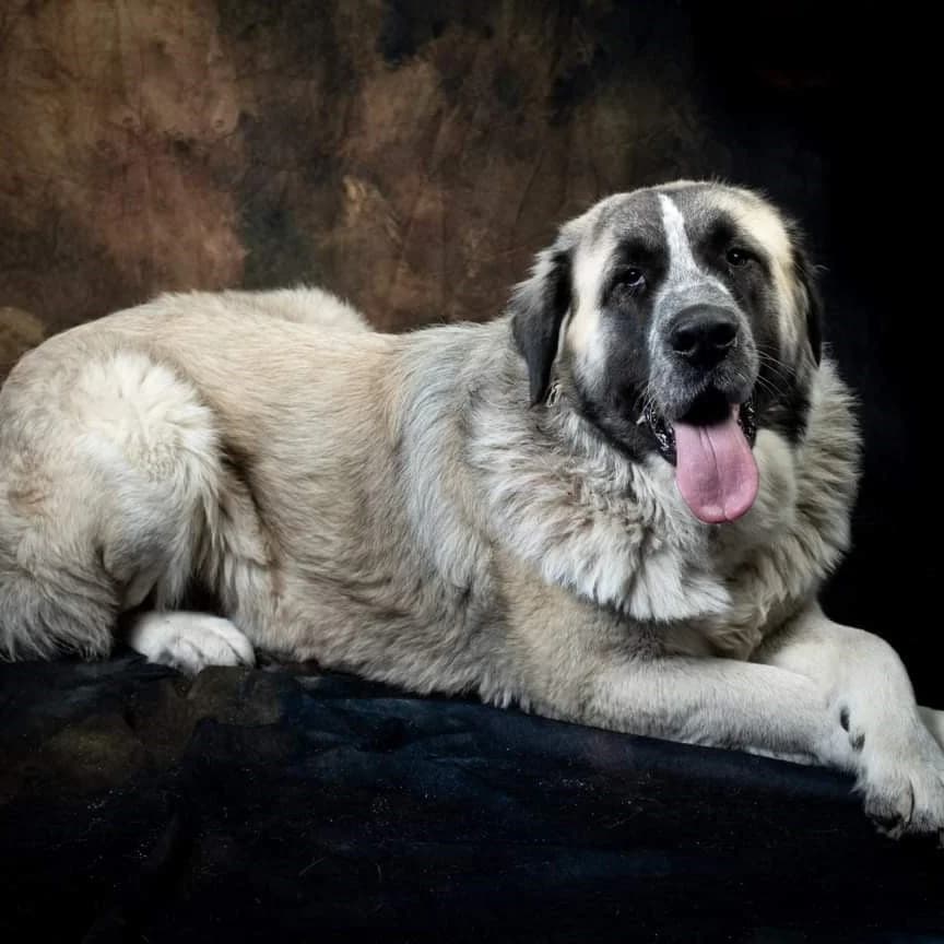 Vento, male 5yo Spanish Mastiff for adoption at HOOPE Asociación de Protección Animal
