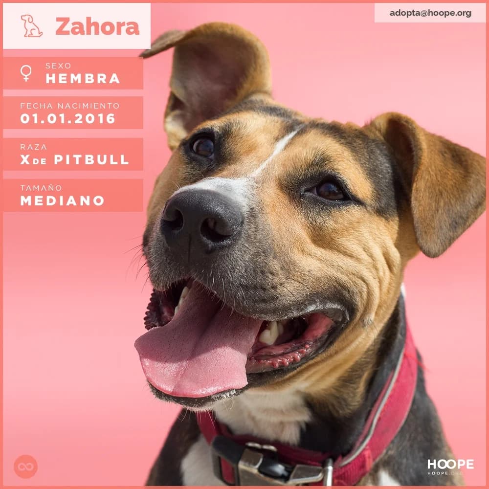 Zahora, female senior Pit Bull Terrier for adoption at HOOPE Asociación de Protección Animal