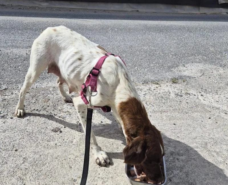 AGATHA, female mixed breed for adoption at La Huella Roja Almería