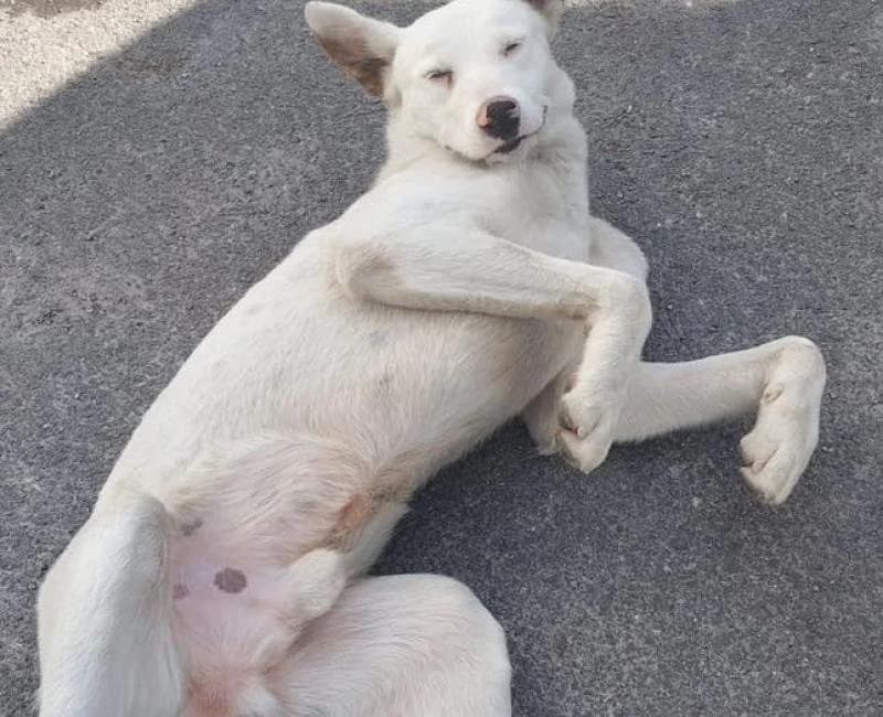 BARTOK, male mixed breed for adoption at La Huella Roja Almería