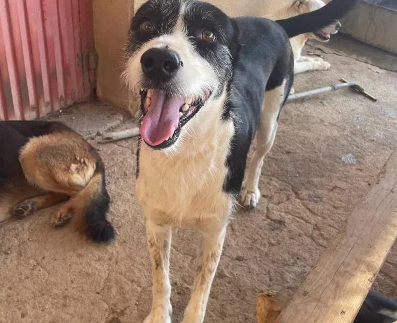 Bow, male senior mixed breed for adoption at La Huella Roja Almería