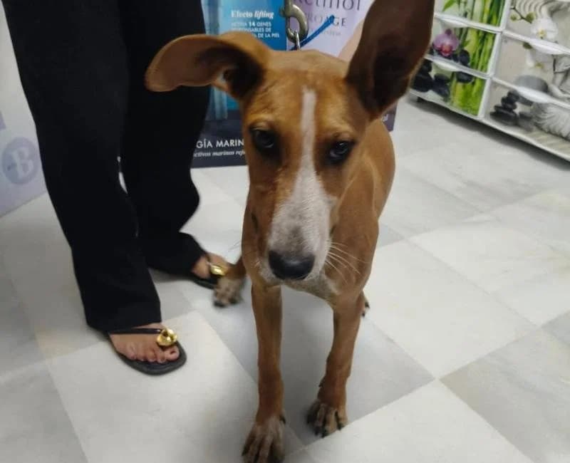 Brutus, male mixed breed for adoption at La Huella Roja Almería