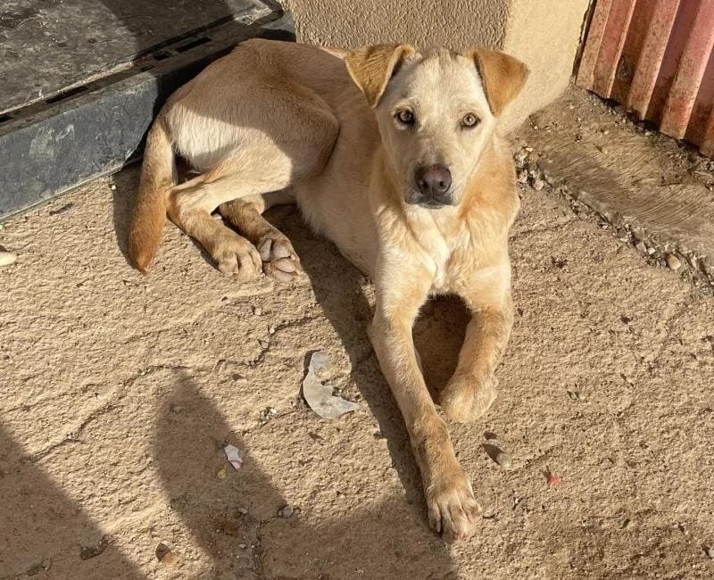 Cholo, male mixed breed for adoption at La Huella Roja Almería