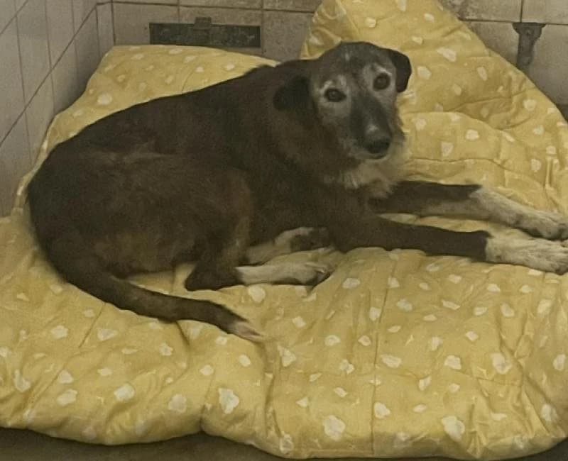 Fresa, female puppy mixed breed for adoption at La Huella Roja Almería