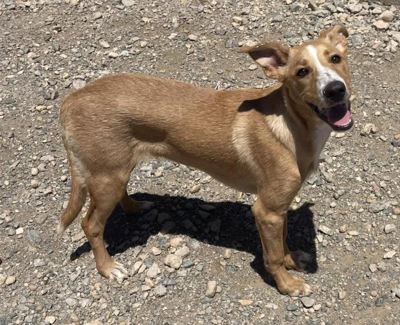 Jimmy, male mixed breed for adoption at La Huella Roja Almería