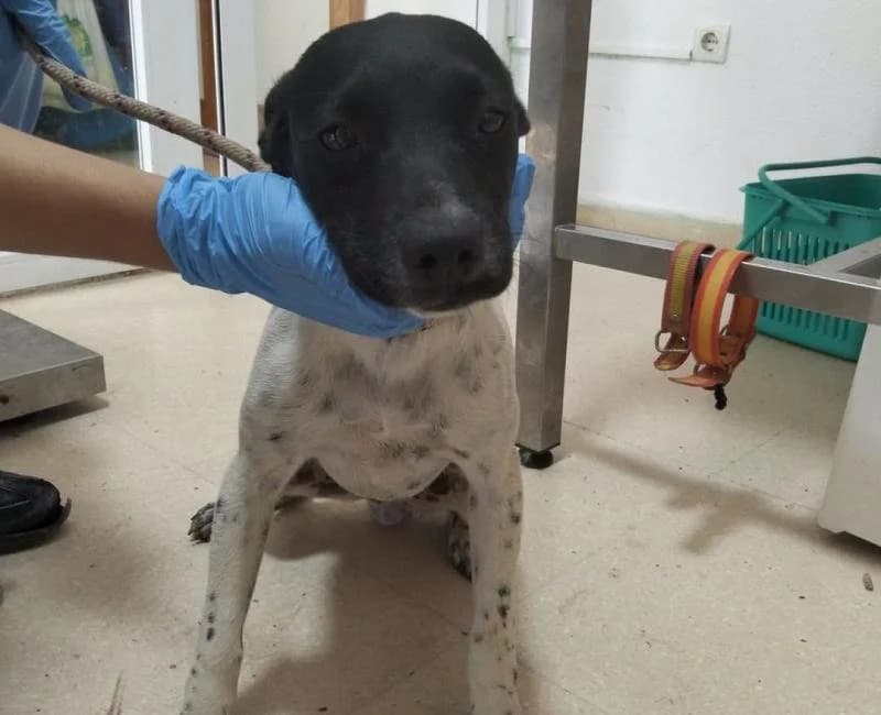 Kail, male mixed breed for adoption at La Huella Roja Almería