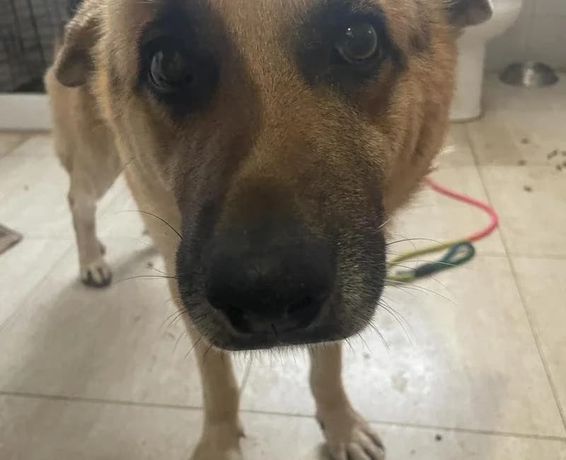 Lemur, male German Shepherd for adoption at La Huella Roja Almería