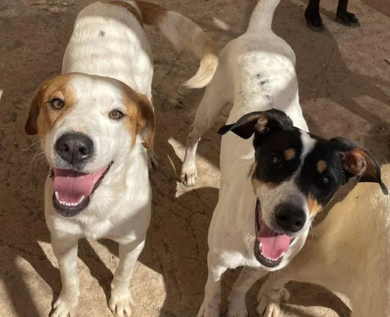 Lotus, male mixed breed for adoption at La Huella Roja Almería