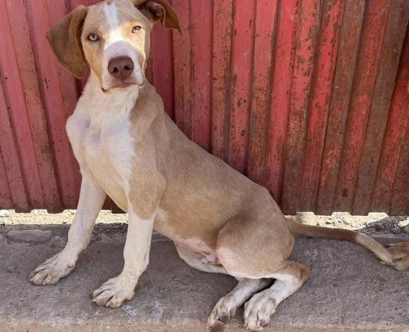 POLO, male mixed breed for adoption at La Huella Roja Almería