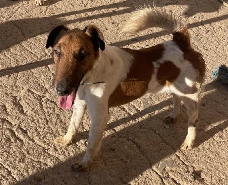 Samu, male mixed breed for adoption at La Huella Roja Almería