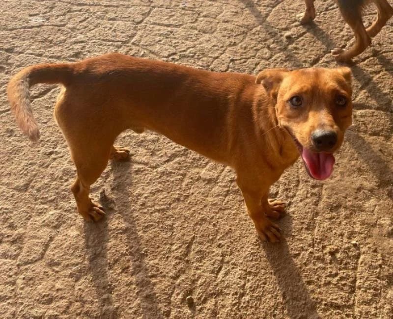 Teseo, male mixed breed for adoption at La Huella Roja Almería