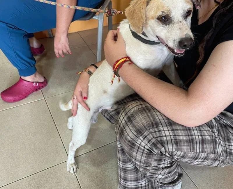 Troilo, male mixed breed for adoption at La Huella Roja Almería