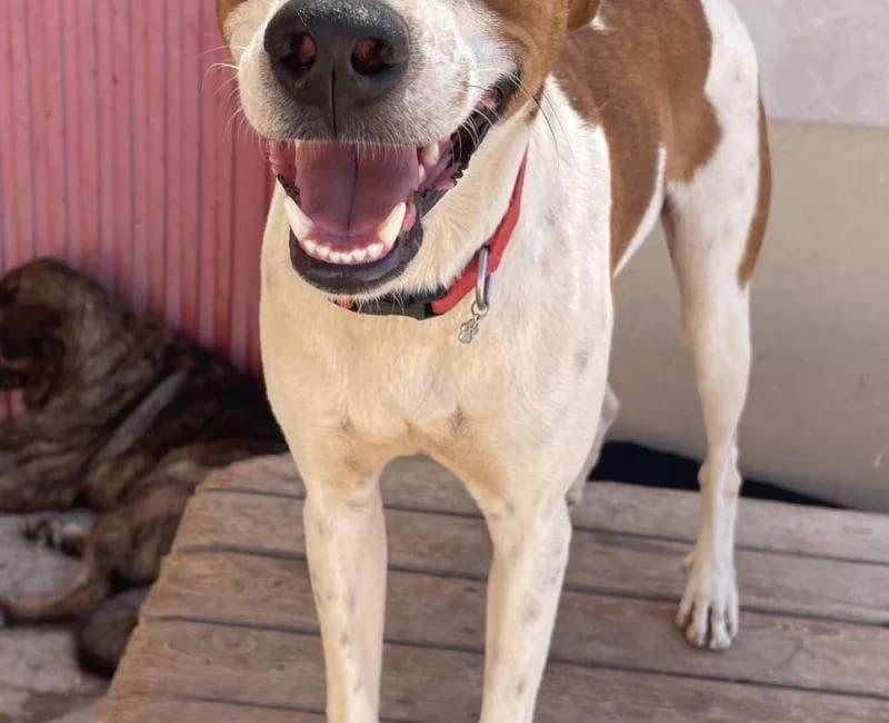 Yoyo, male puppy mixed breed for adoption at La Huella Roja Almería